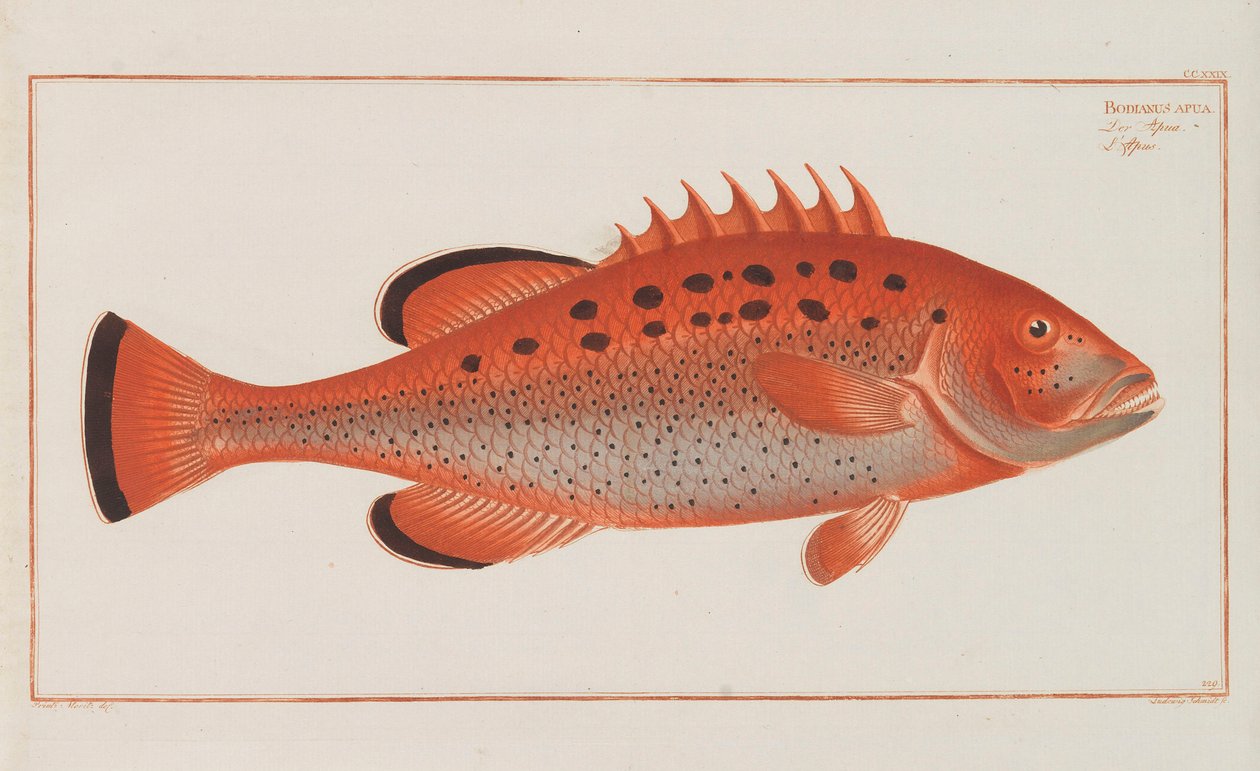 História natural geral de peixes na Alemanha, 1782-1793. de Marcus Élieser Bloch