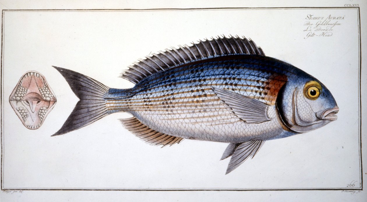 Placa de História Natural: O Creme de Marc Elieser Bloch Ichtyologie Paris - Berlim - Londres 1787. de Marcus Élieser Bloch