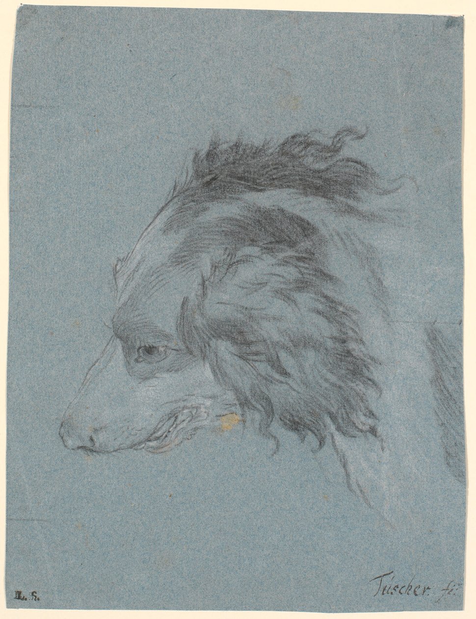 A cabeça de um cão de Marcus Tuscher