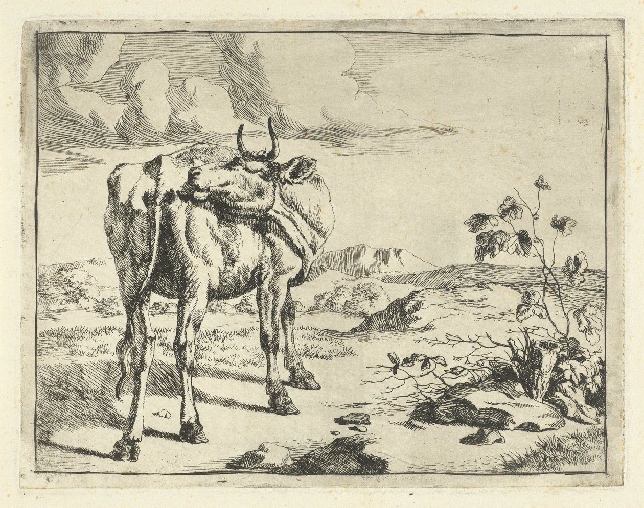 A vaca a lamber-se a si própria
Bovinos e suínos (título da série) de Marcus de Bye