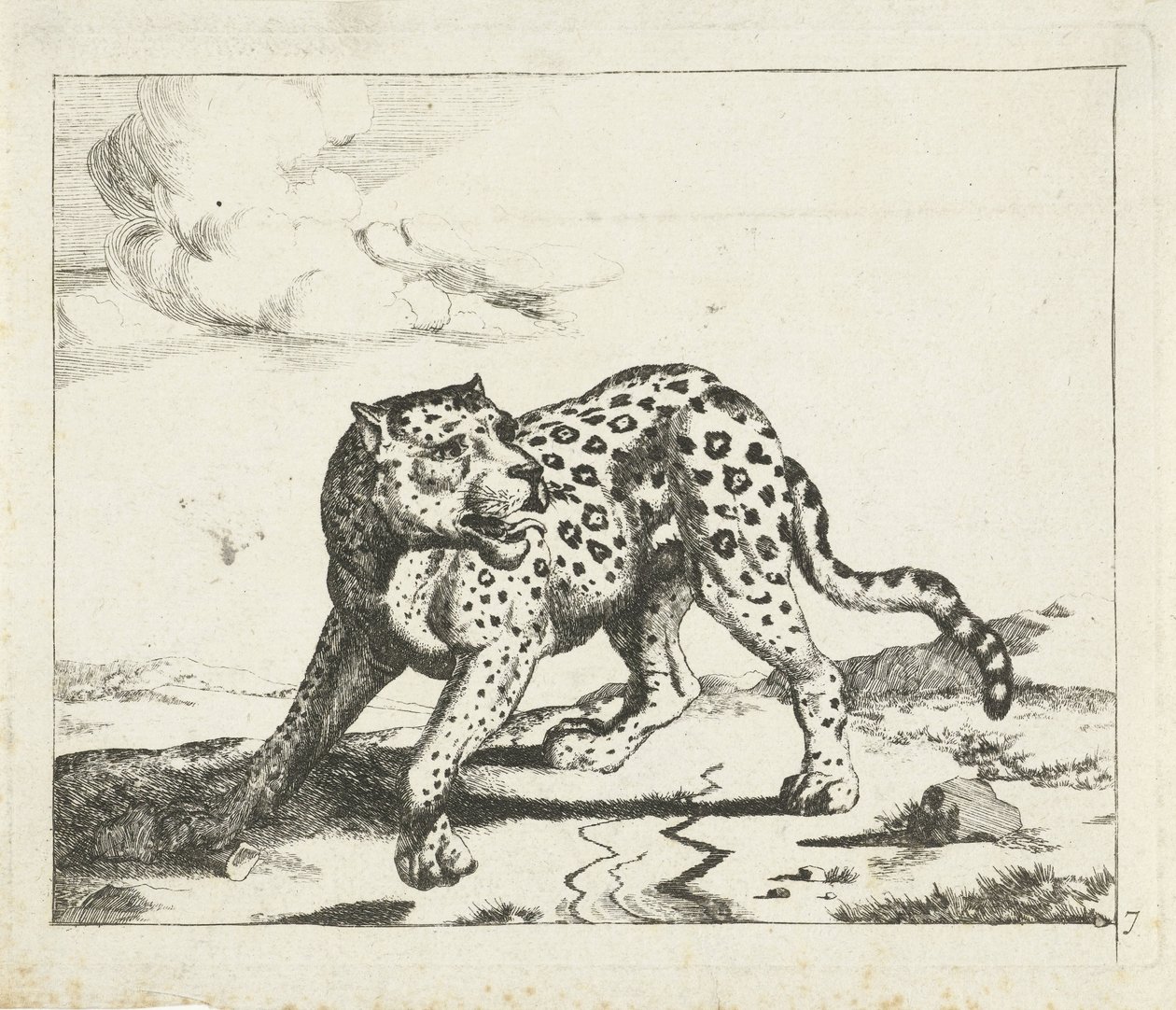 Leopardo, de pé para a esquerda, cabeça para a direita
Leopardos (título da série) de Marcus de Bye