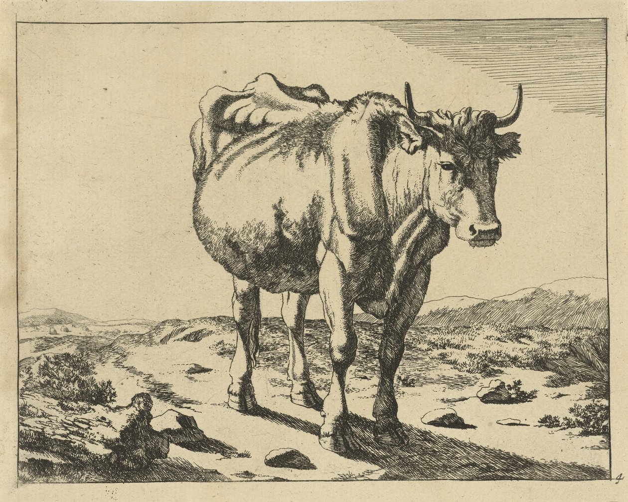 Vaca em pé, vista de frente
Bovinos (título da série) de Marcus de Bye