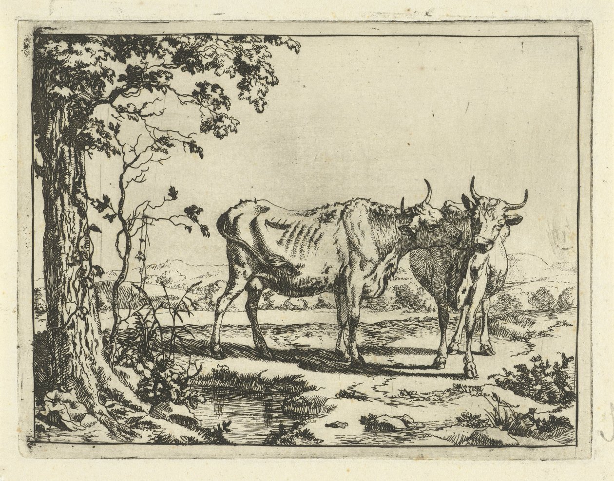 Duas vacas a lamberem-se uma à outra
Bovinos e suínos (título da série) de Marcus de Bye