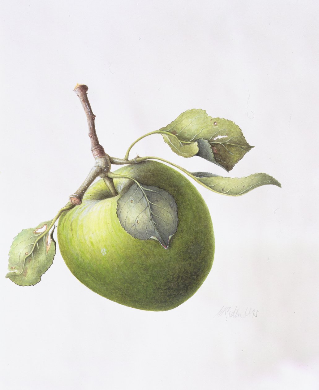 Bramley Apple, 1995 de Margaret Ann Eden