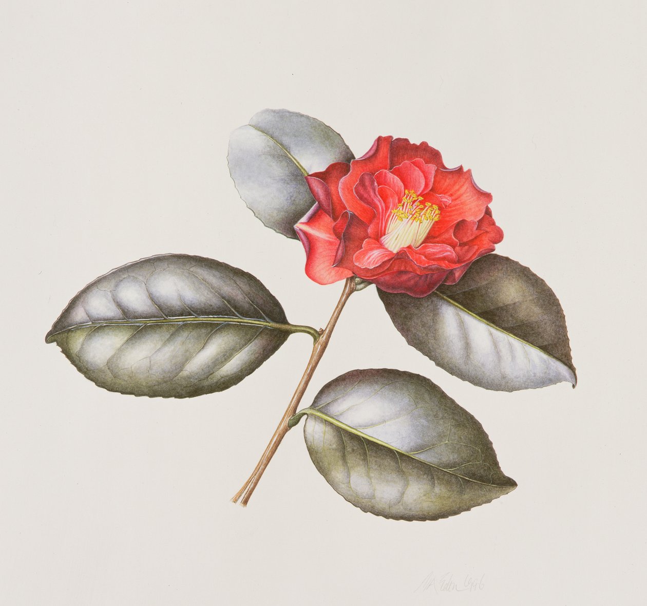 Camelia Japonica Adolphe Anderson, 1996 (wc no papel) de Margaret Ann Eden