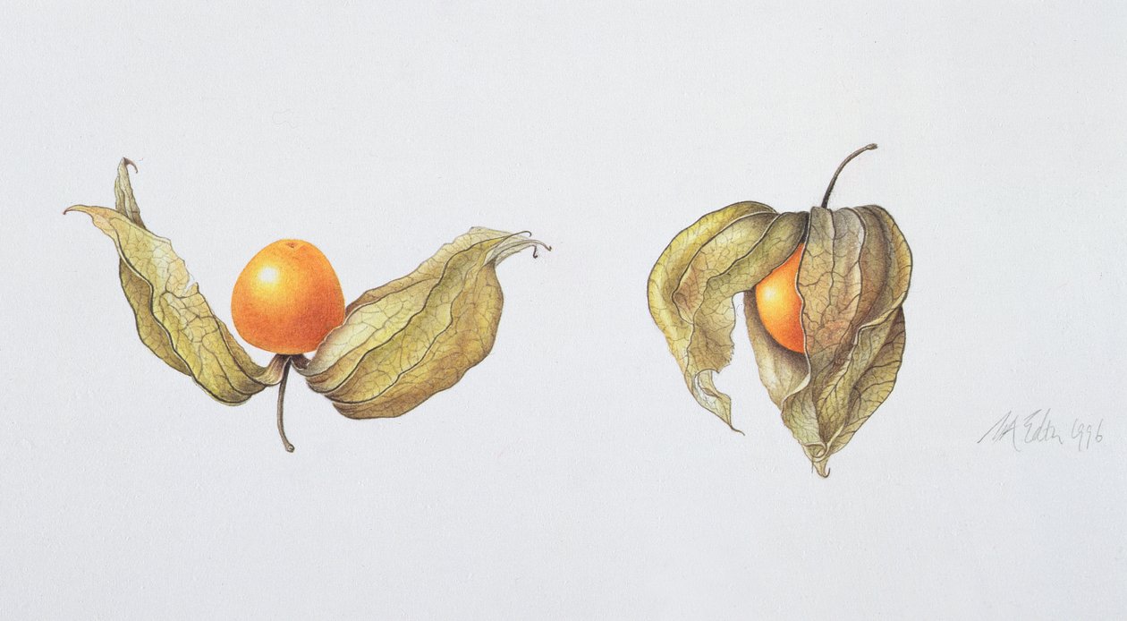 Cape Gooseberries (Physalis peruviana) 1996 (wc no papel) de Margaret Ann Eden