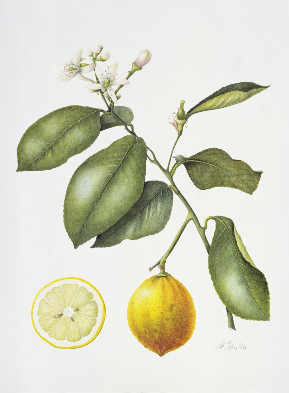 Citrus Bergamot, 1995 (wc no papel) de Margaret Ann Eden