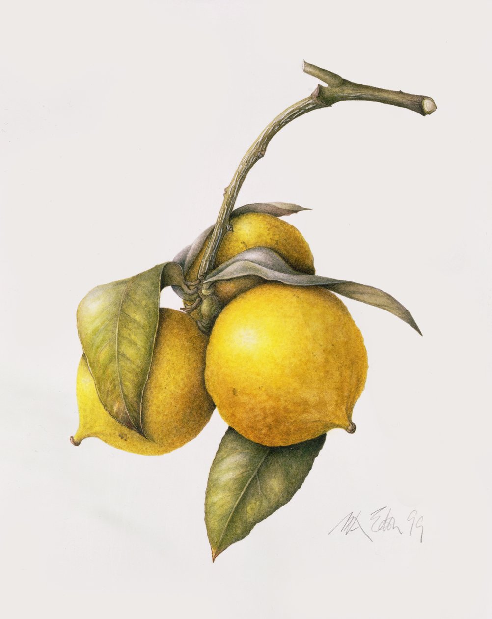 Bergamota Cítrica, 1999 de Margaret Ann Eden