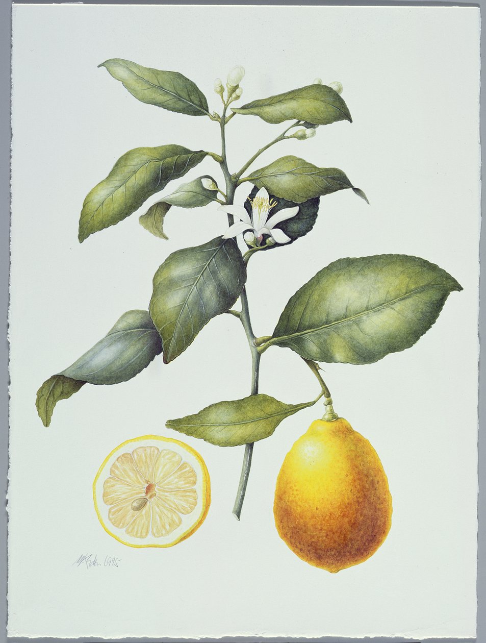 Citrus Limon, 1995 (wc no papel) de Margaret Ann Eden