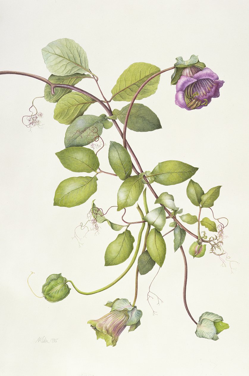 Cobea Scandens, 1995 de Margaret Ann Eden