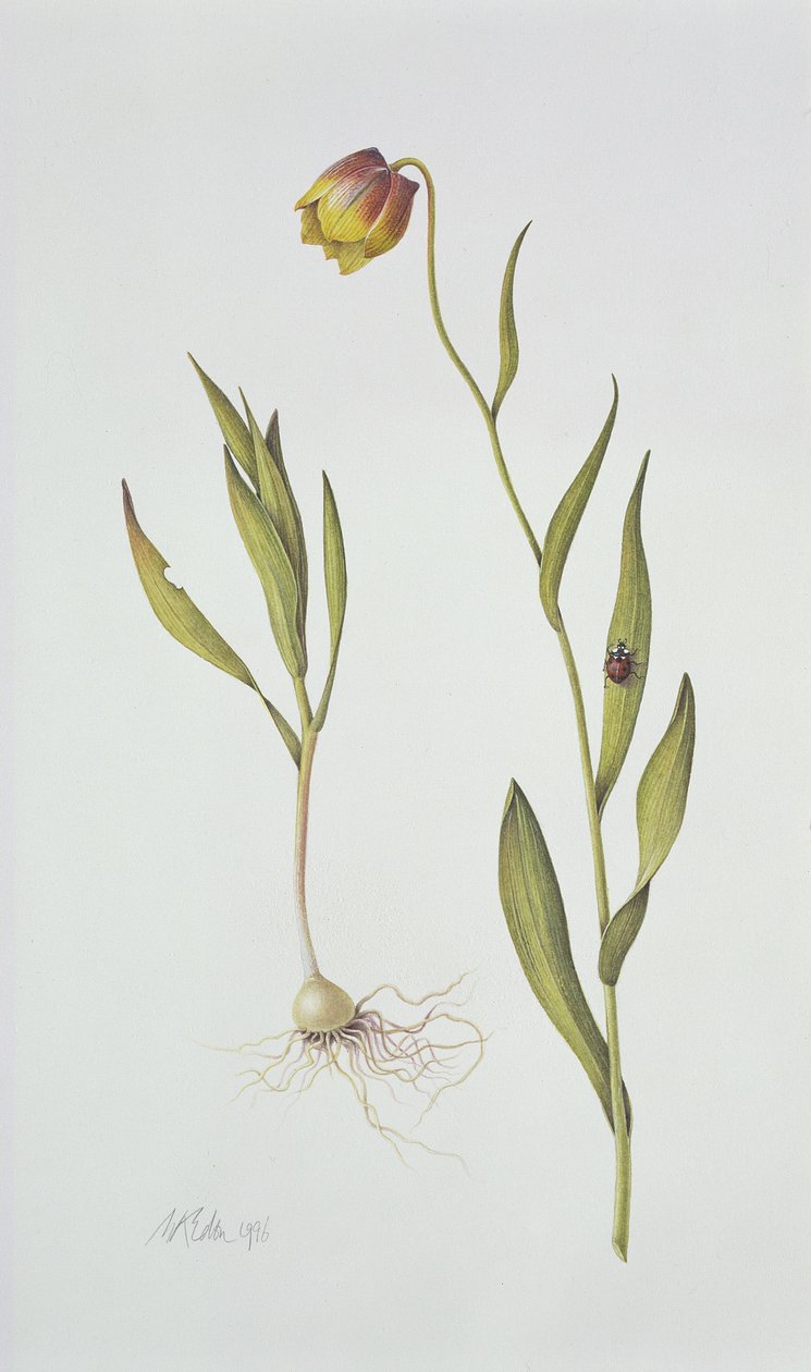 Fritillaria Michailovsky, 1996 (wc no papel) de Margaret Ann Eden