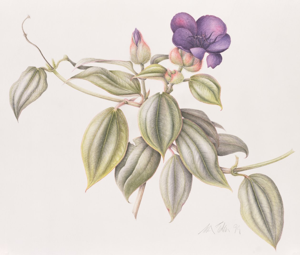 Flor da Glória (Tibouchina Urvilleana) 1999 (wc no papel) de Margaret Ann Eden