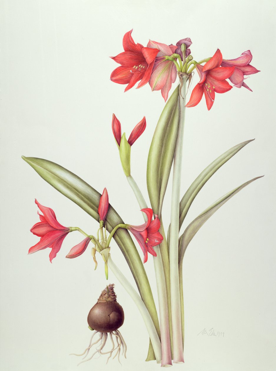 Hippeastrum Pamela, 1999 (wc no papel) de Margaret Ann Eden