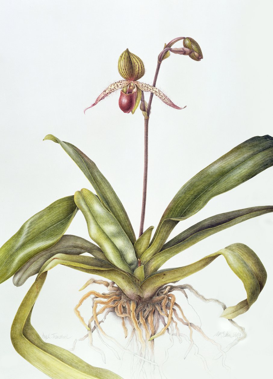 Iris, 1995 (wc no papel) de Margaret Ann Eden