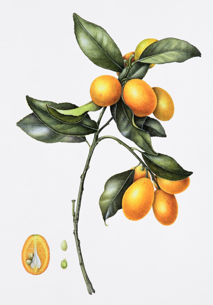 Kumquat, 1996 (wc no papel) de Margaret Ann Eden