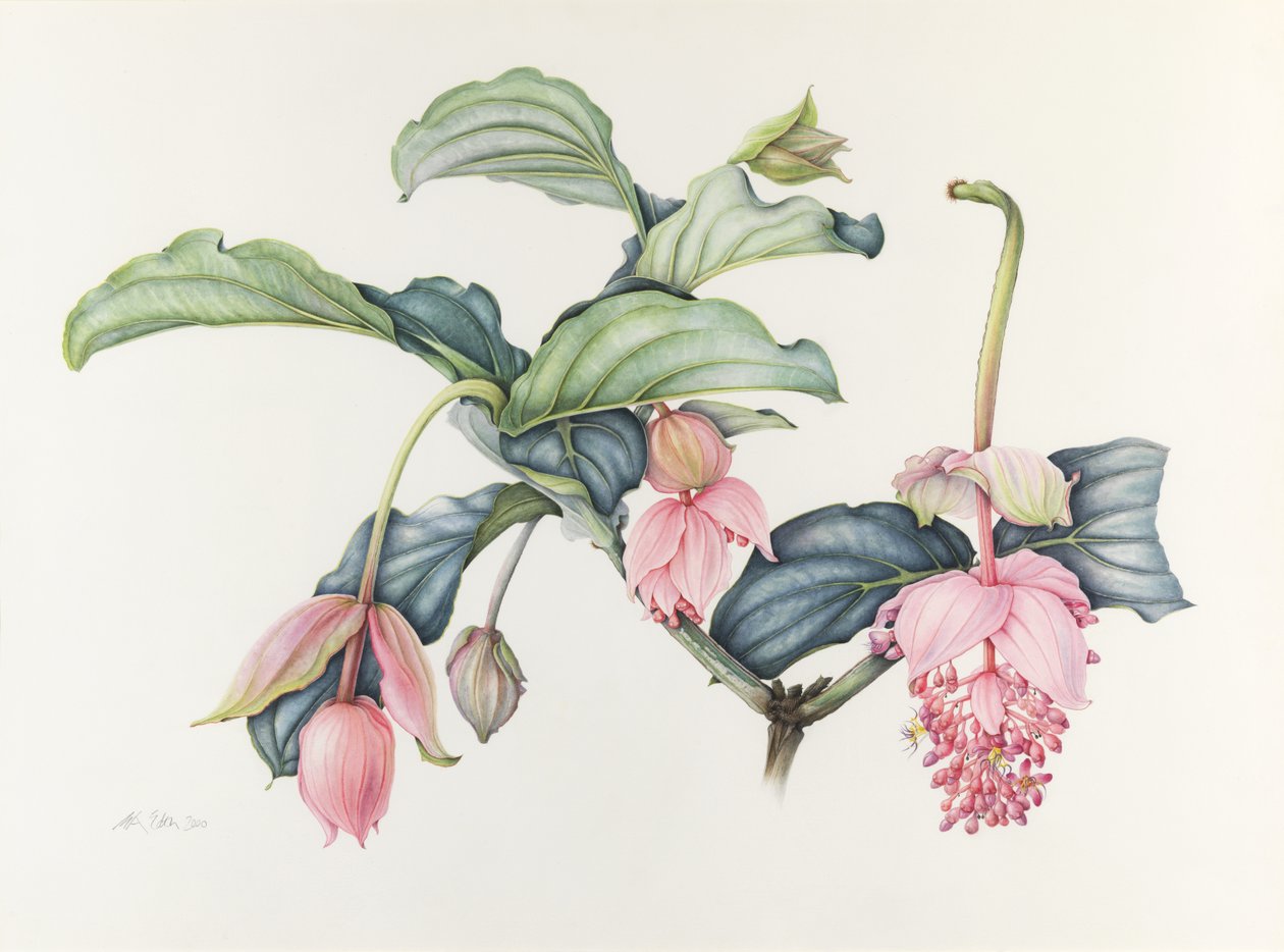 Medinilla magnífica de Margaret Ann Eden