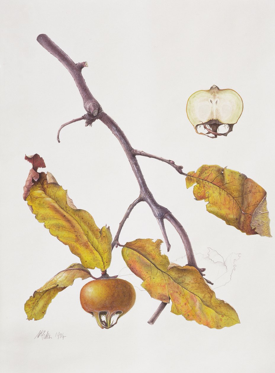 Nêspera, 1995 (wc on paper) de Margaret Ann Eden