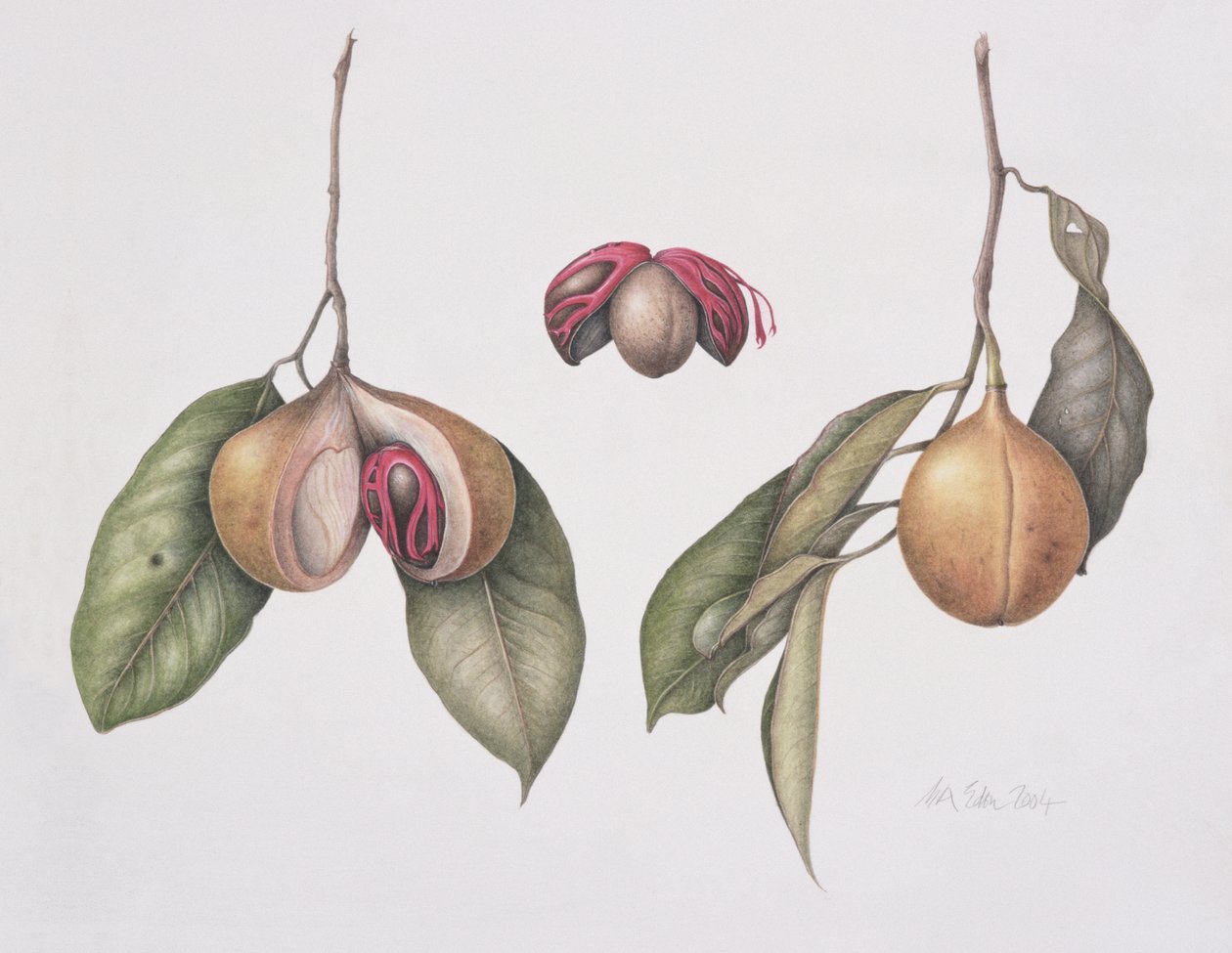 Noz-moscada (Myristica fragrans) 2004 (wc no papel) de Margaret Ann Eden