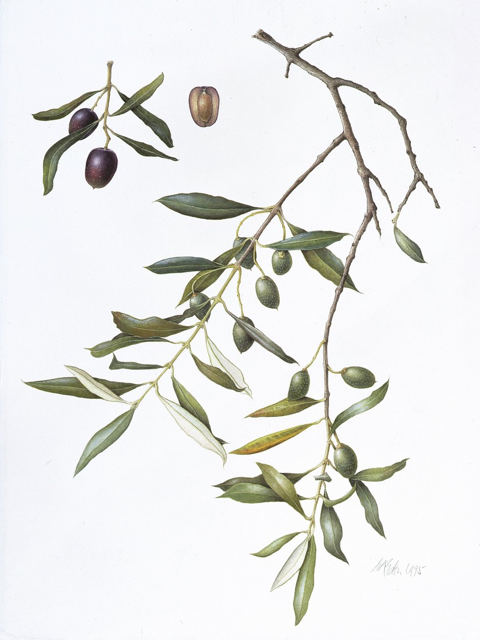 Olive, 1995 (wc em papel) de Margaret Ann Eden