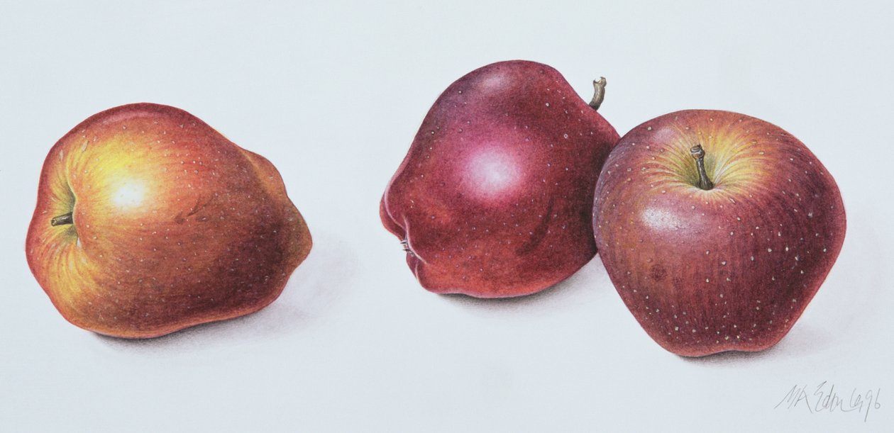 Maçãs Vermelhas, 1996 (wc on paper) de Margaret Ann Eden