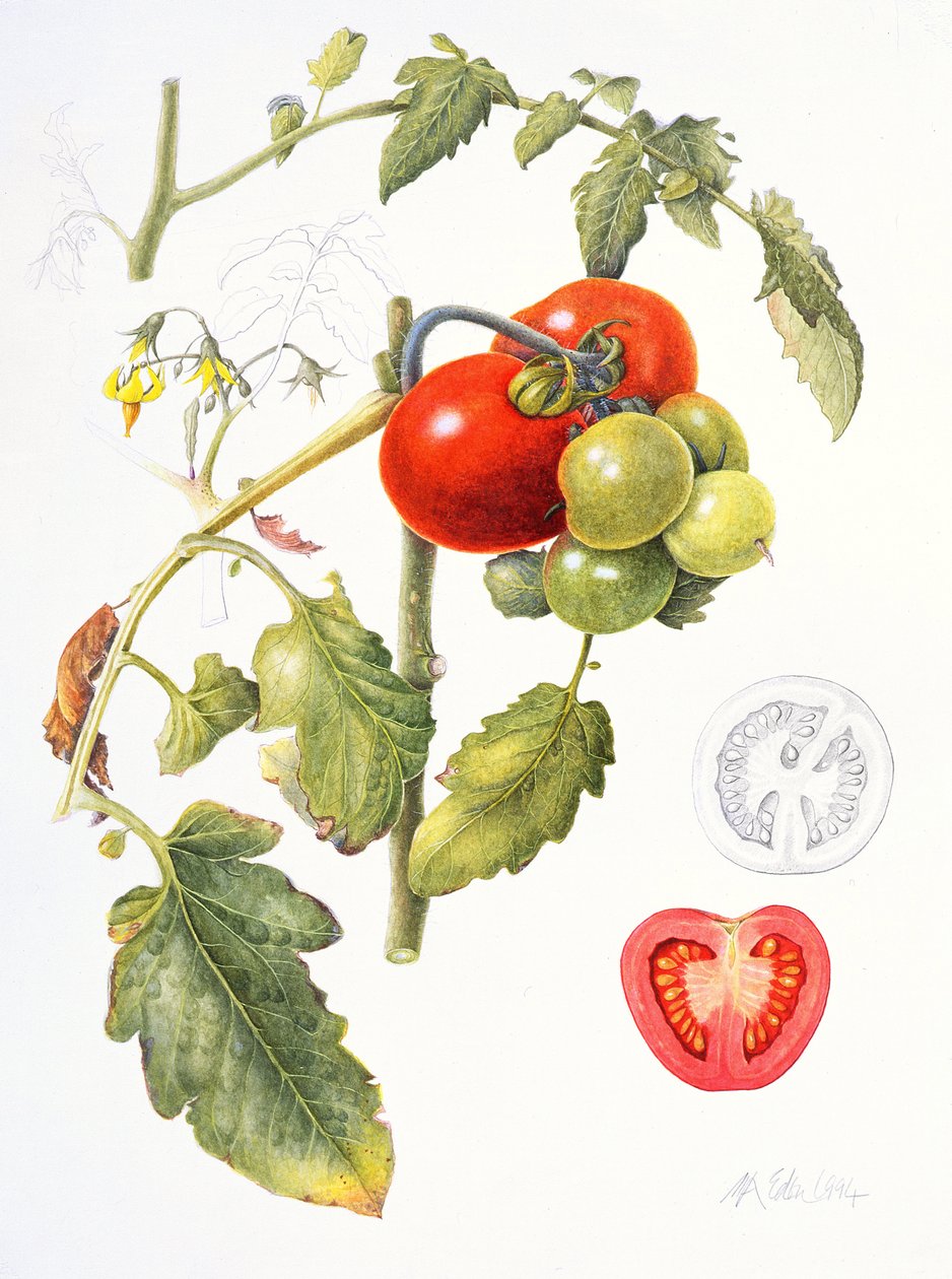 Tomates, 1994 (wc e lápis sobre papel) de Margaret Ann Eden