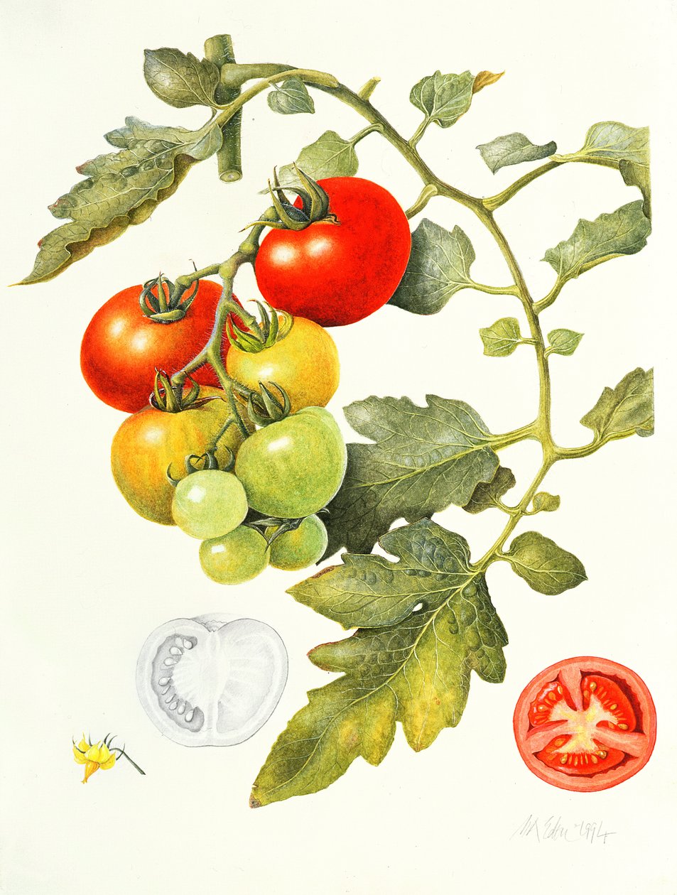 Tomates, 1994 de Margaret Ann Eden