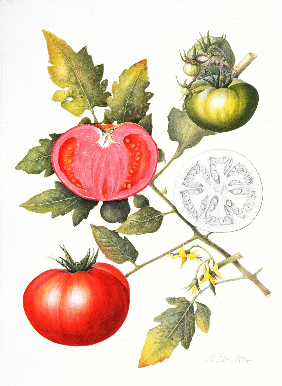 Tomates, 1994 de Margaret Ann Eden