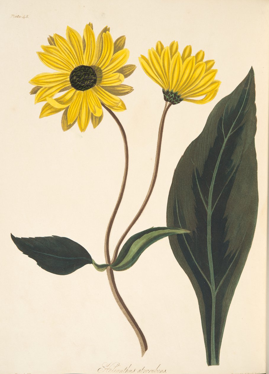 Girassol de olhos escuros, das ilustrações florais das estações, bar. 1829 (gravura colorida à mão) de Margaret Roscoe