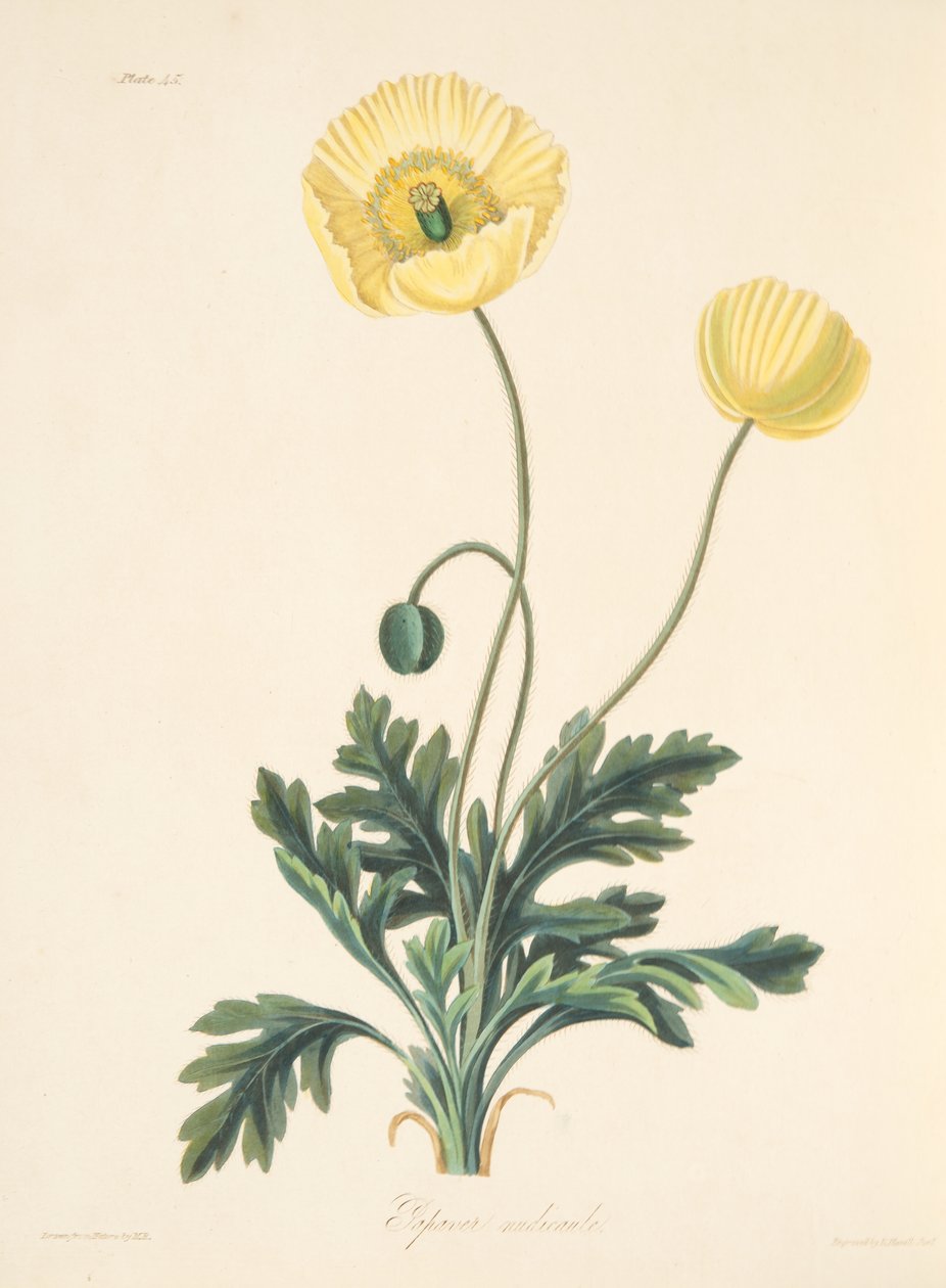 Papoula nua-stalked, das ilustrações florais das estações, bar. 1829 (gravura colorida à mão) de Margaret Roscoe