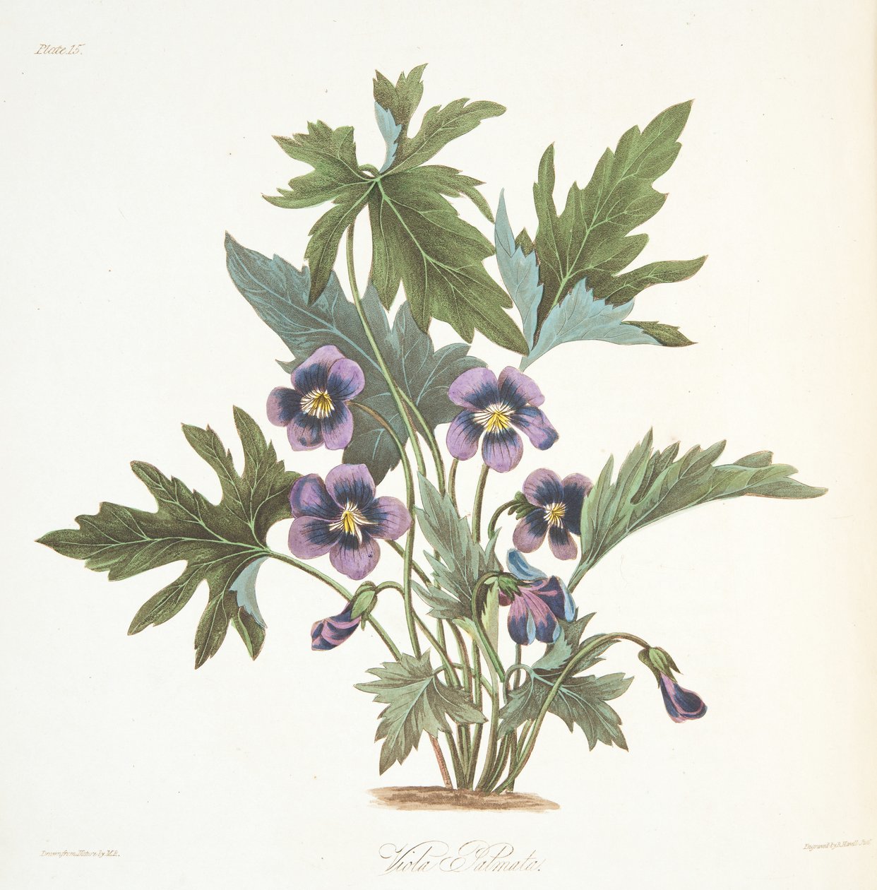 Palmate com folhas Violeta, de ilustrações florais das estações, pub. 1829 (gravura colorida à mão) de Margaret Roscoe