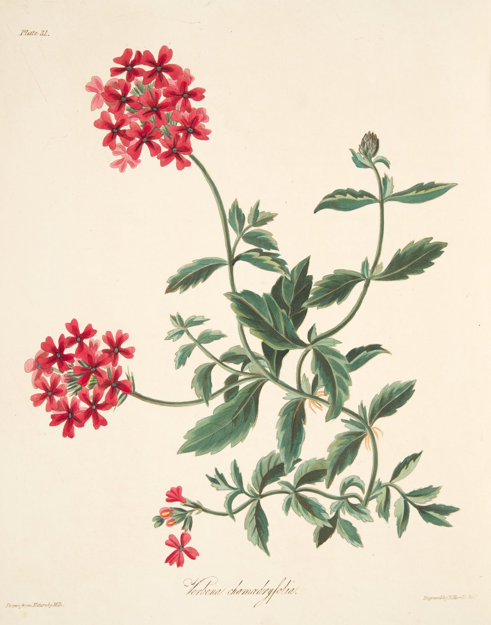 Esmeralda florida escarlate, das ilustrações florais das estações, bar. 1829 de Margaret Roscoe