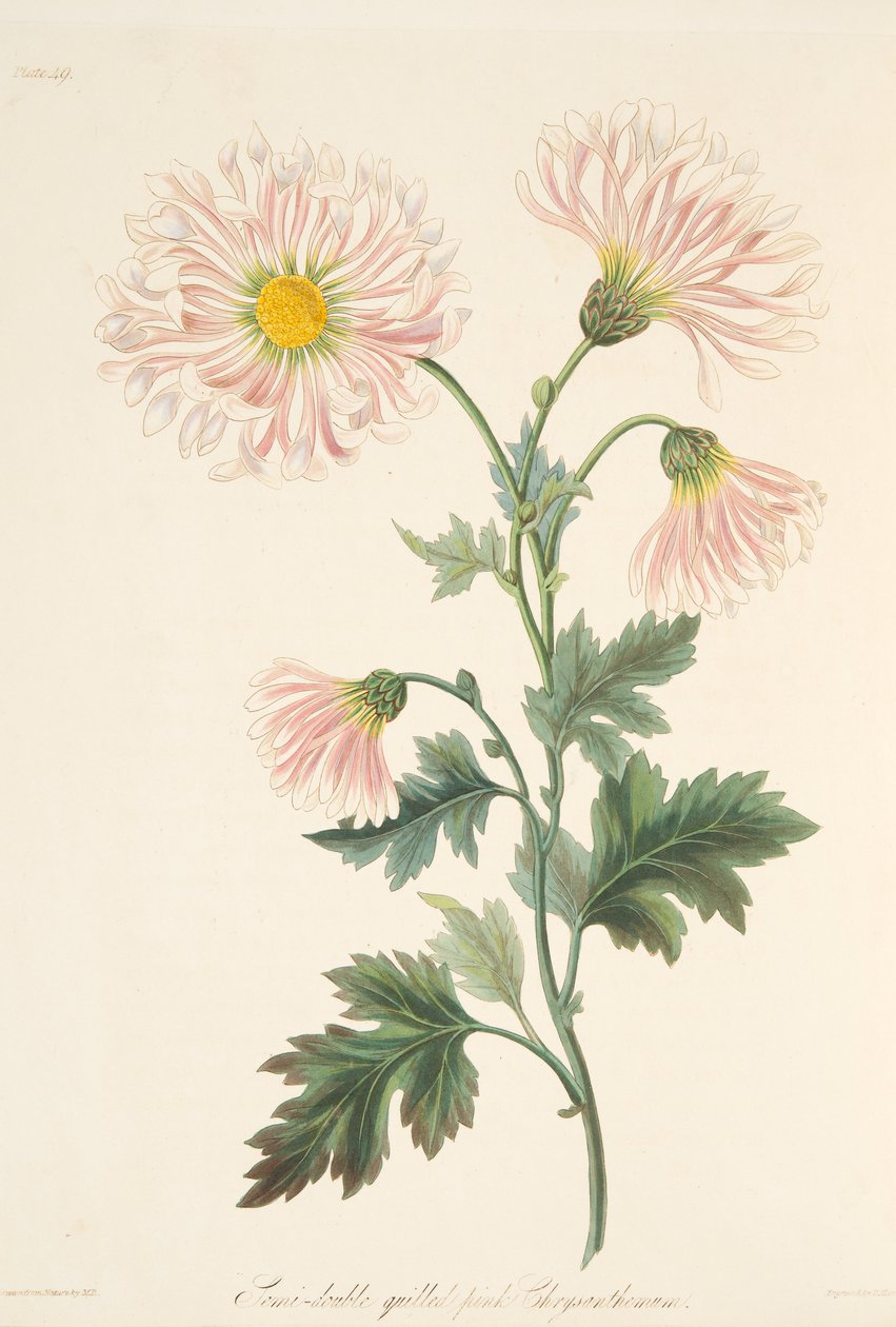 Quill semi-duplo "d crisântemo rosa, de ilustrações florais das estações, pub. 1829 de Margaret Roscoe