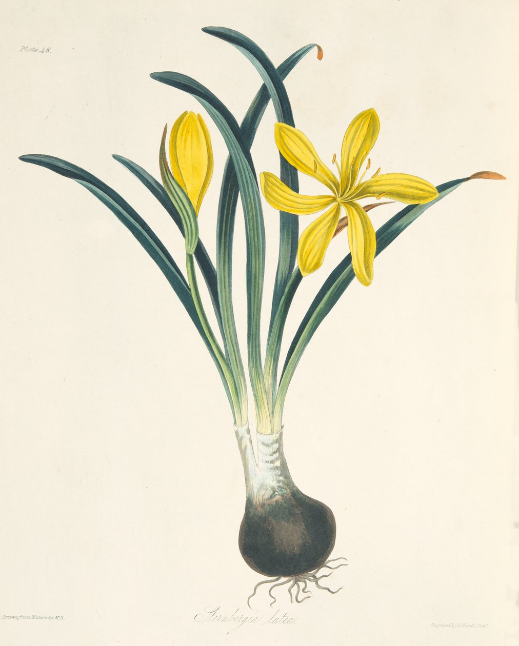 Sterngergia amarelo, das ilustrações florais das estações, bar. 1829 de Margaret Roscoe