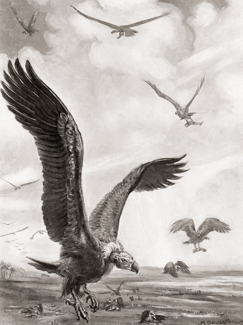 Abutres a carregar os membros dos mortos em batalha, da História das Nações de Hutchinson, pub.1915 de Margaret (after) Dovaston