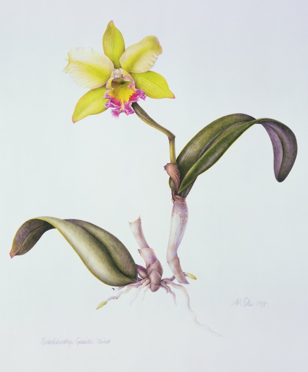 Brassolaeliocattleya Greenwich, Elmhurst (aquarela sobre papel) de Margaret Ann Eden