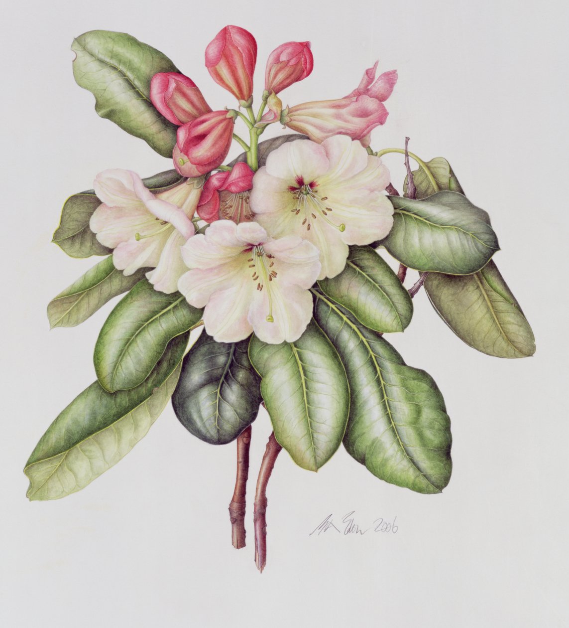Rhododendron (aguarela sobre papel) de Margaret Ann Eden