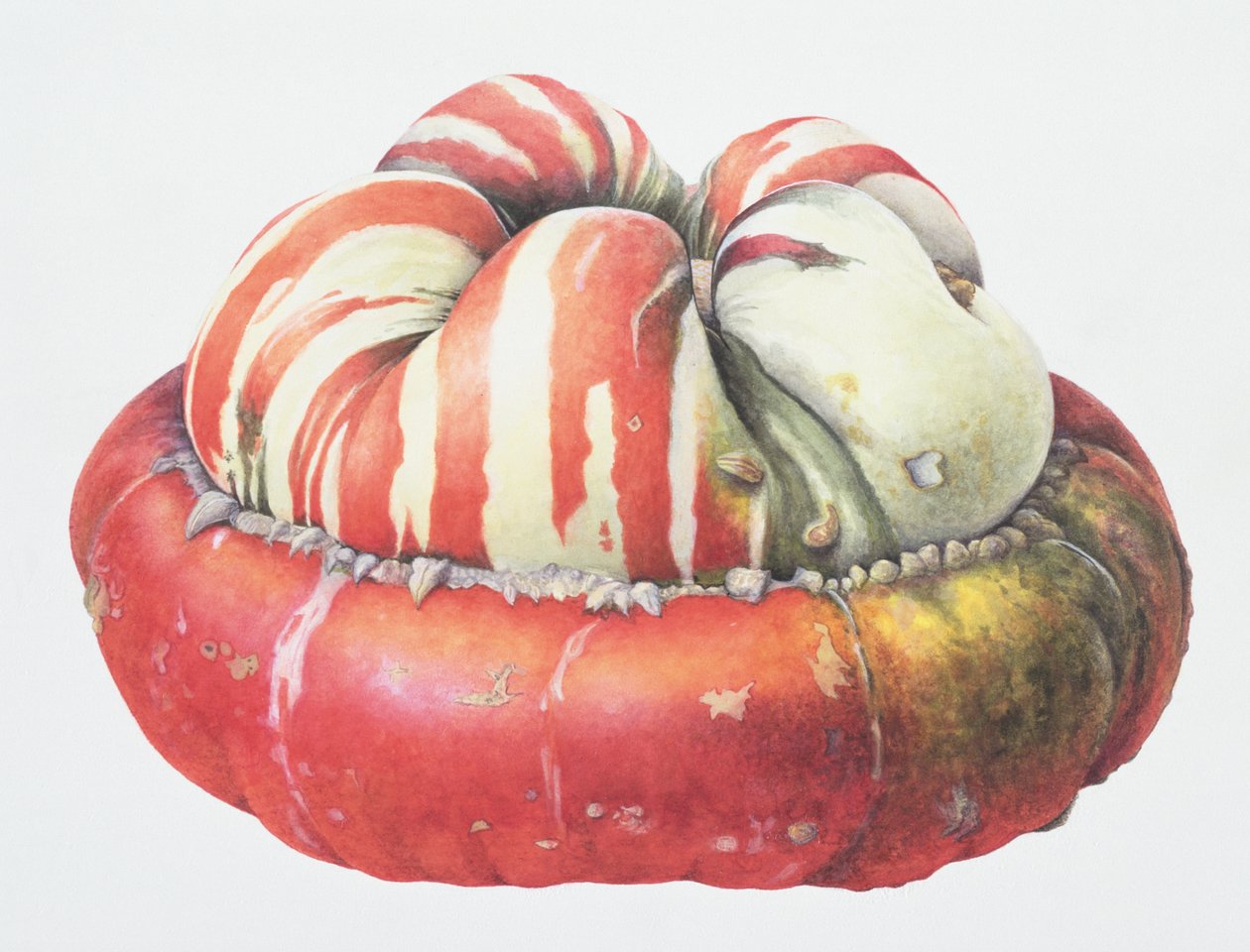 Turks Turban Squash, 1995 (wc em papel) de Margaret Ann Eden