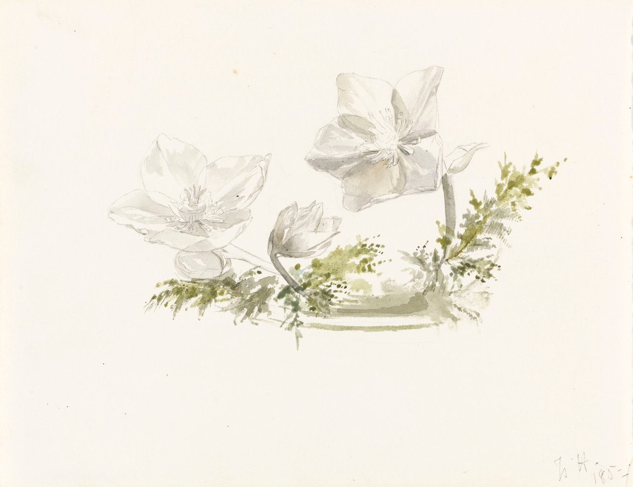 Estudo de um arranjo floral (grafite, aguarela) de Margaret Louisa Herschel