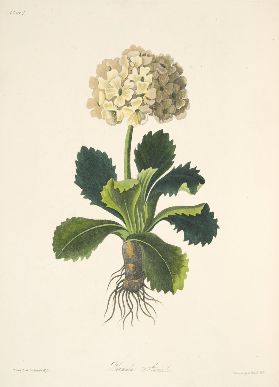 Auricula, de ilustrações florais das estações, bar. 1829 (gravura colorida à mão) de Margaret Roscoe