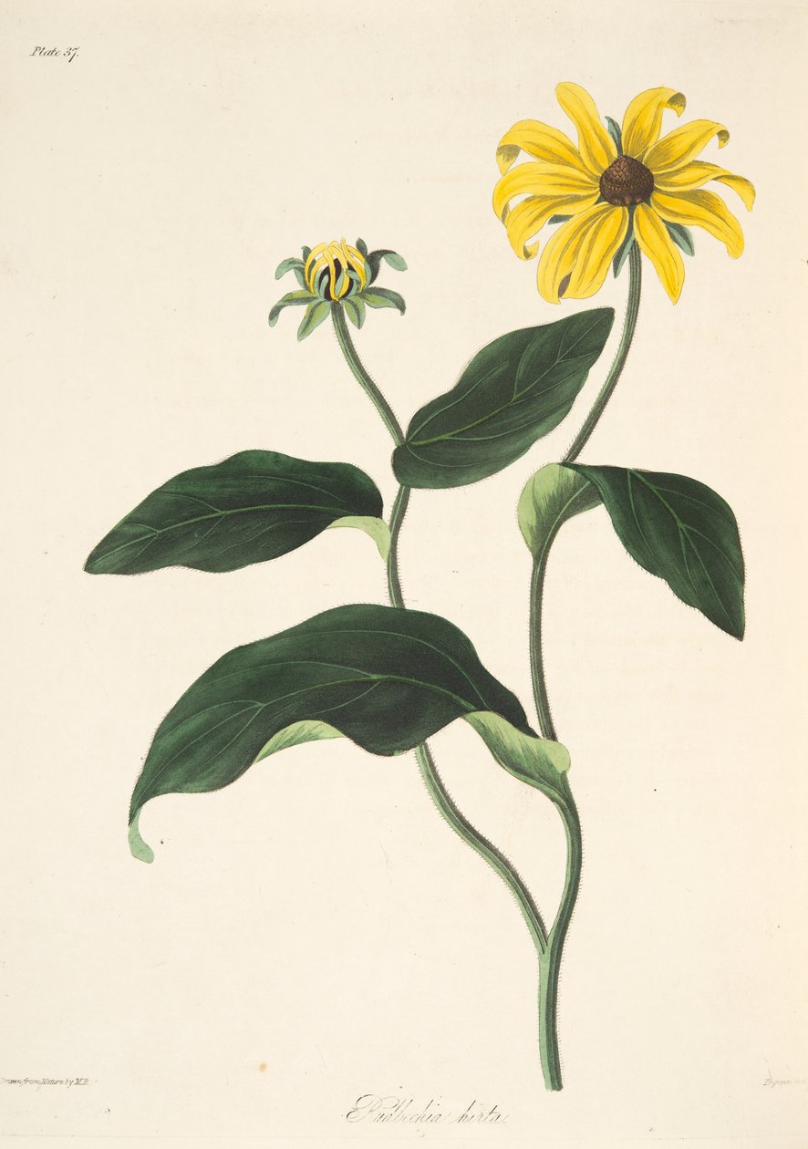 Susan de olhos pretos, das ilustrações florais das estações, bar. 1829 (gravura colorida à mão) de Margaret Roscoe