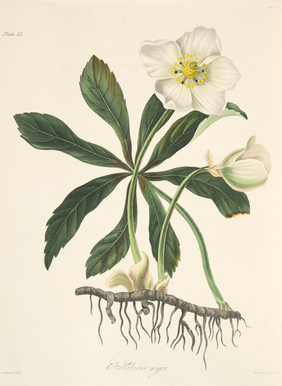 Heléboro preto ou rosa de Natal, das ilustrações florais das estações, bar. 1829 (gravura colorida à mão) de Margaret Roscoe