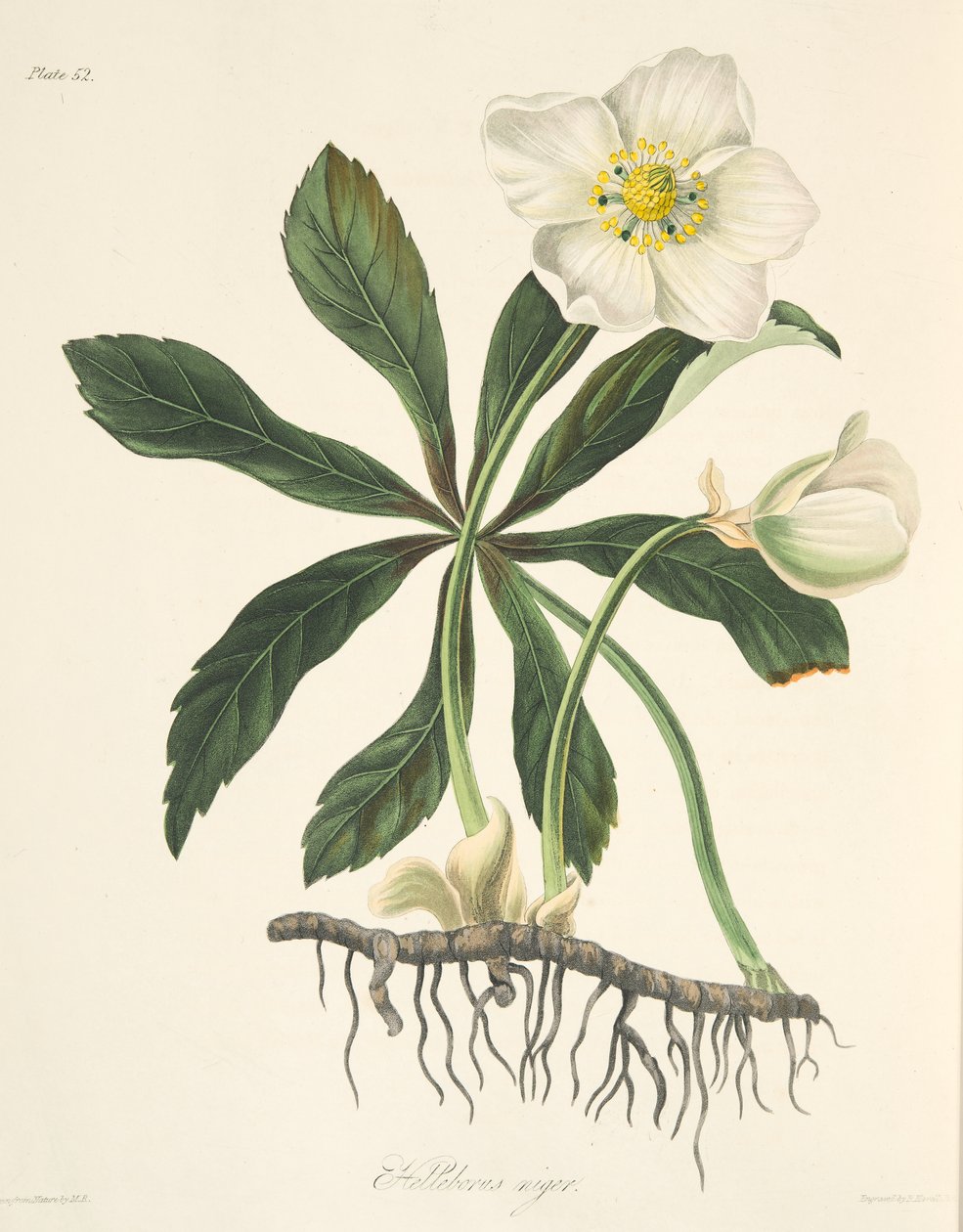 Heléboro preto ou rosa de Natal, das ilustrações florais das estações, bar. 1829 (gravura colorida à mão) de Margaret Roscoe