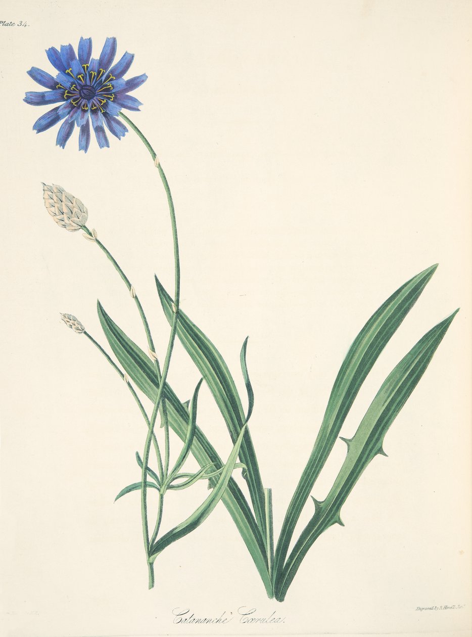 Catananche azul, das ilustrações florais das estações, bar. 1829 (gravura colorida à mão) de Margaret Roscoe