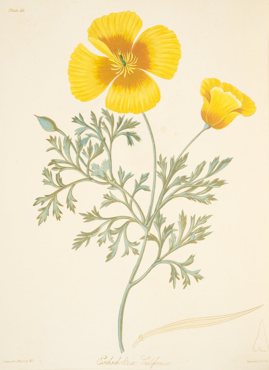 Eschscholtzia californiano, das ilustrações florais das estações, bar. 1829 (gravura colorida à mão) de Margaret Roscoe