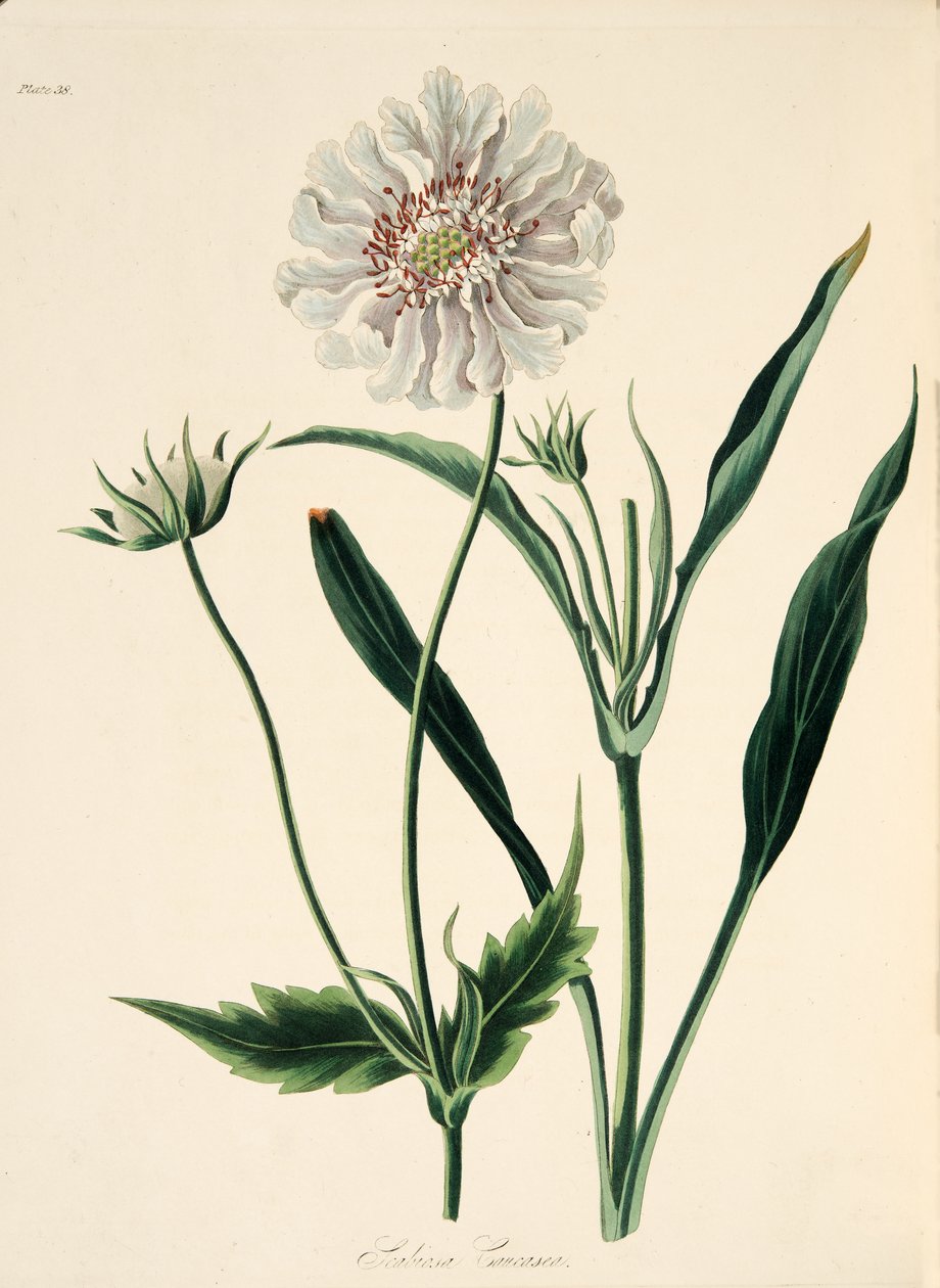 Scabious Caucasean, das ilustrações florais das estações, bar. 1829 (gravura colorida à mão) de Margaret Roscoe