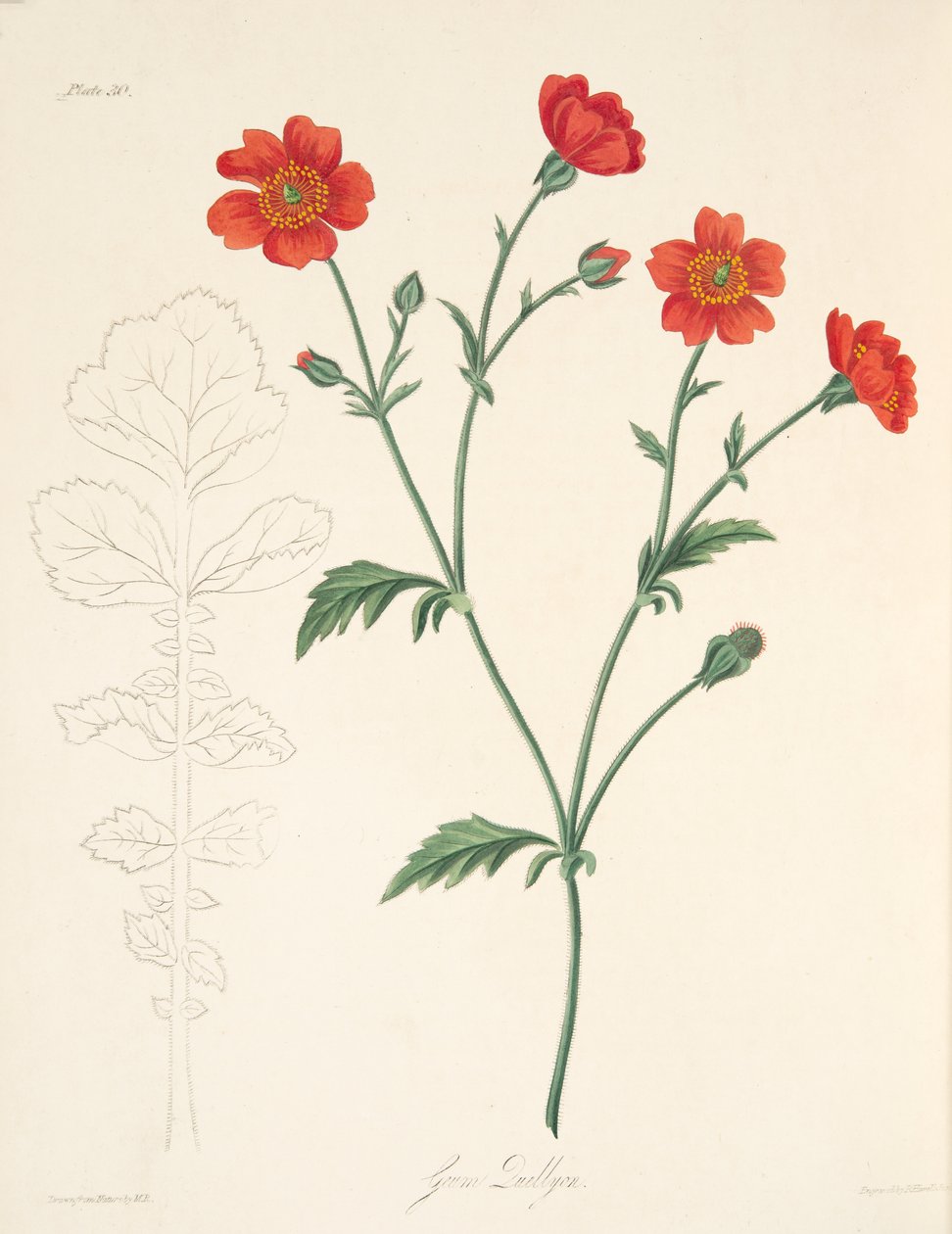 Avens chileno, das ilustrações florais das estações, bar. 1829 (gravura colorida à mão) de Margaret Roscoe