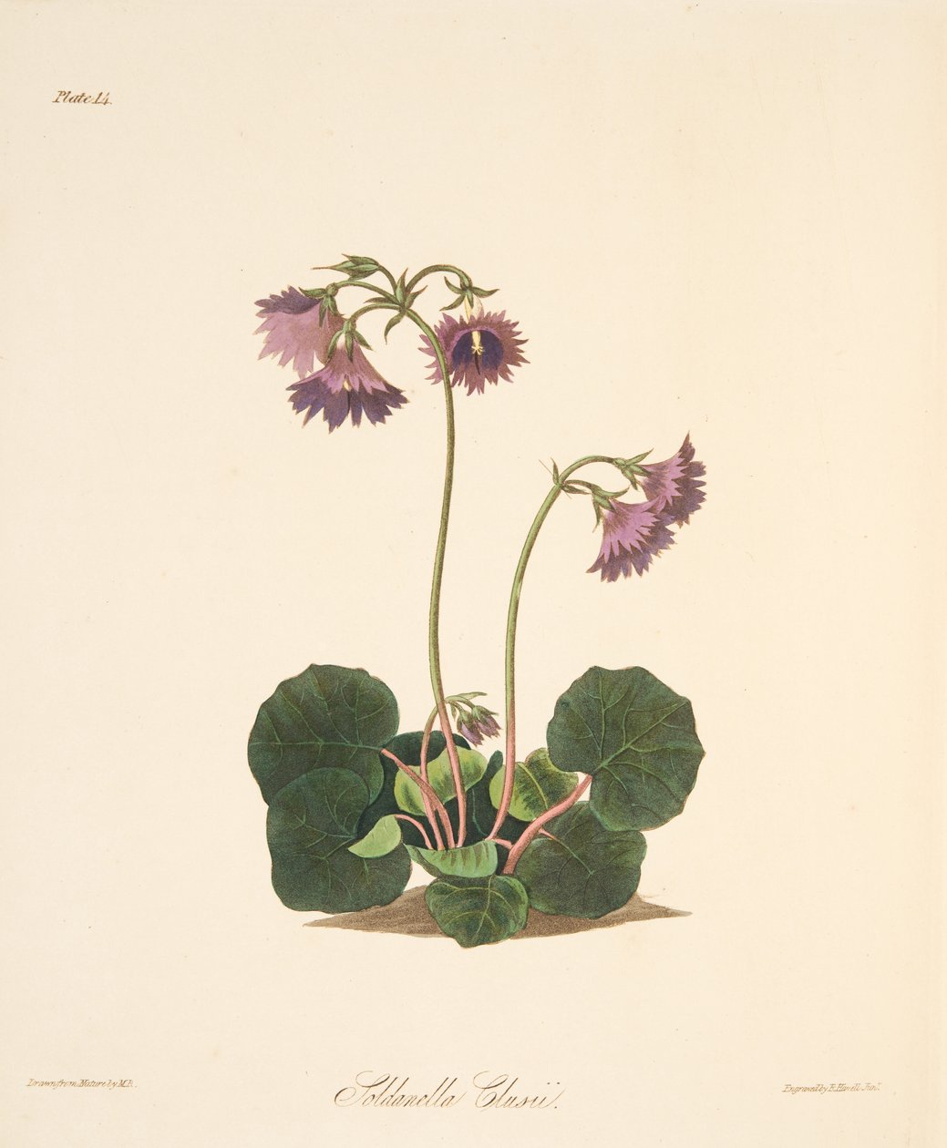 Clusiuss Soldanella, de ilustrações florais das estações, bar. 1829 (gravura colorida à mão) de Margaret Roscoe