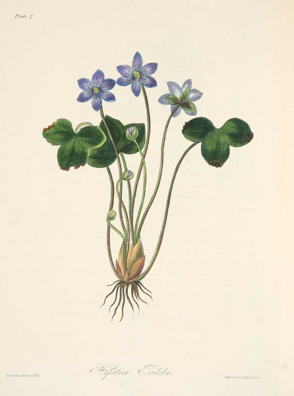 Hepatica azul comum, das ilustrações florais das estações, bar. 1829 (gravura colorida à mão) de Margaret Roscoe