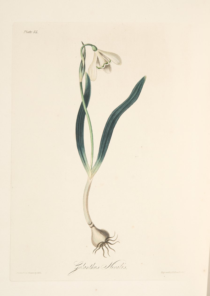 Snowdrop comum, das ilustrações florais das estações, bar. 1829 (gravura colorida à mão) de Margaret Roscoe