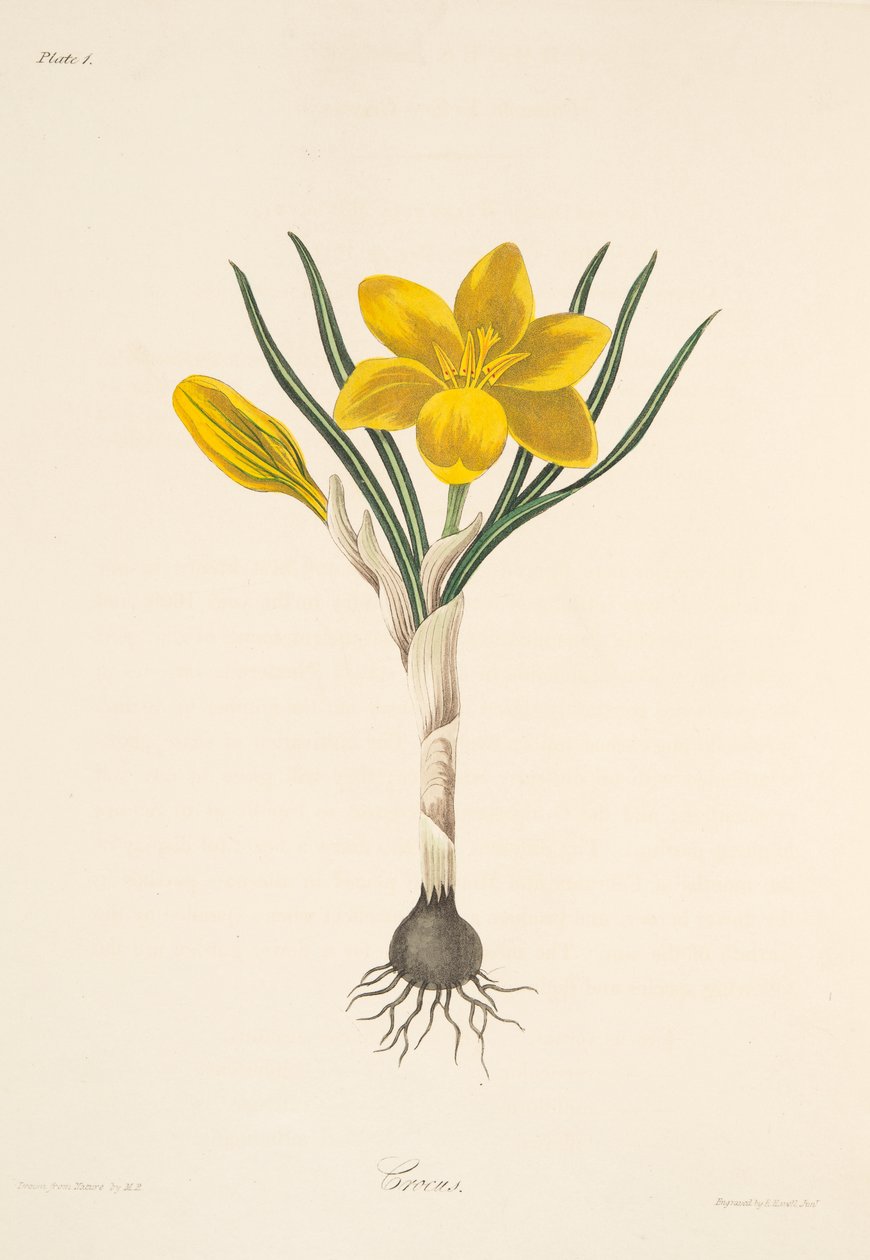 Açafrão amarelo comum, das ilustrações florais das estações, bar. 1829 (gravura colorida à mão) de Margaret Roscoe